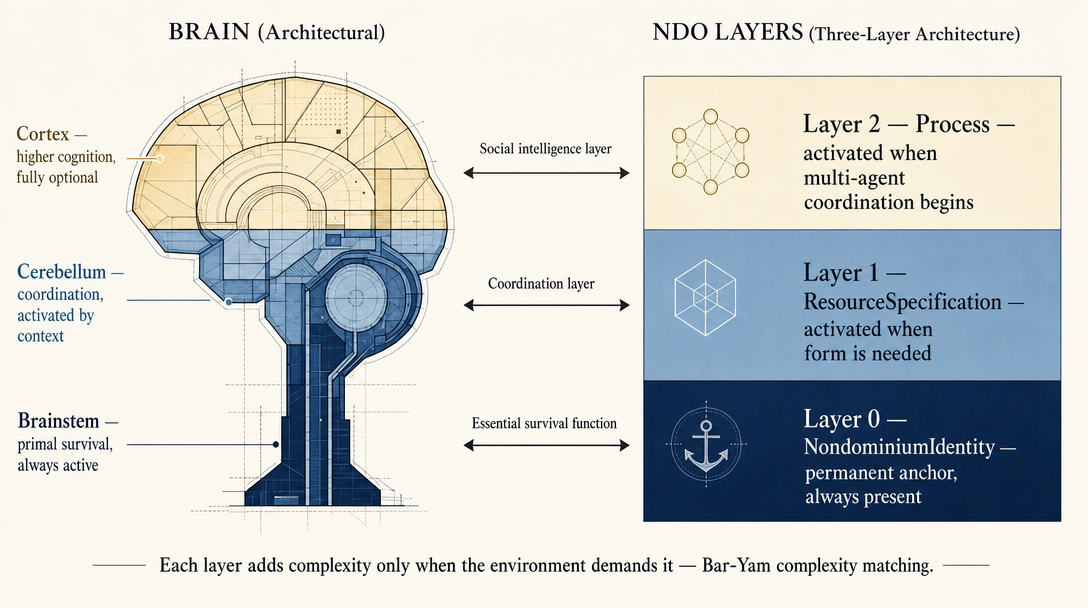 Brain architecture analogy — brainstem/cerebellum/cortex mapped to NDO Layer 0/1/2